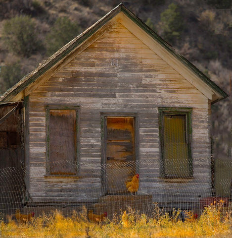 Rooster House White Modern Wood Framed Art Print with Double Matting by Linden, Sally