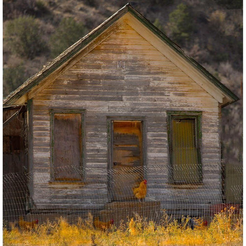 Rooster House Gold Ornate Wood Framed Art Print with Double Matting by Linden, Sally