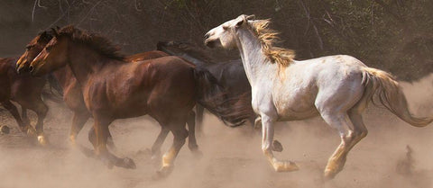 Run Away Wilds White Modern Wood Framed Art Print with Double Matting by Linden, Sally