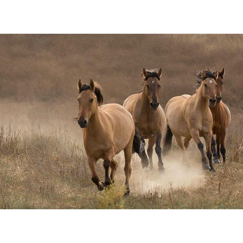 Wild Mares Black Modern Wood Framed Art Print with Double Matting by Linden, Sally