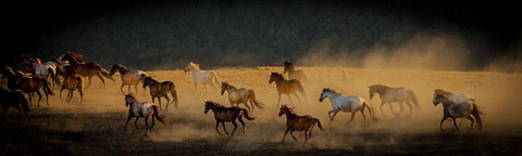 Into The Wild White Modern Wood Framed Art Print with Double Matting by Linden, Sally