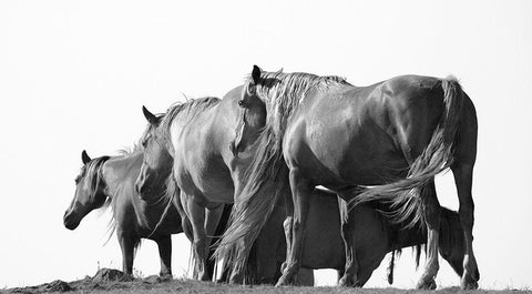 Move On Black Ornate Wood Framed Art Print with Double Matting by Linden, Sally