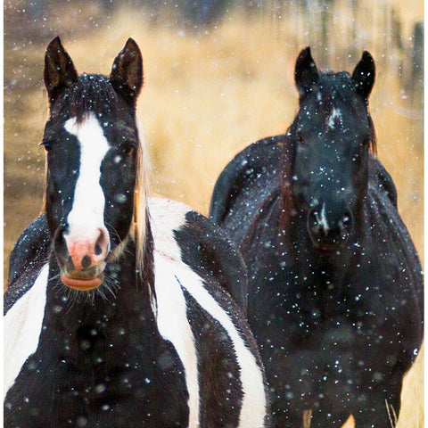 Snowy Horses 2 Black Modern Wood Framed Art Print with Double Matting by Linden, Sally