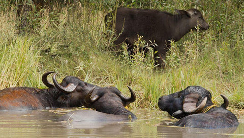 Water Buffalo Black Ornate Wood Framed Art Print with Double Matting by Linden, Sally