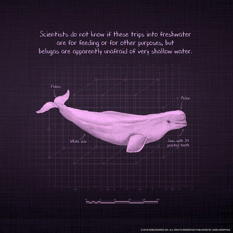 Whaleprint 1 Gold Ornate Wood Framed Art Print with Double Matting by Nobleworks, Inc.