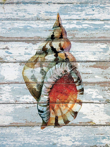 Seashell 2 Black Ornate Wood Framed Art Print with Double Matting by Nobleworks, Inc.