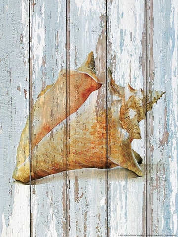 Seashell 3 White Modern Wood Framed Art Print with Double Matting by Nobleworks, Inc.