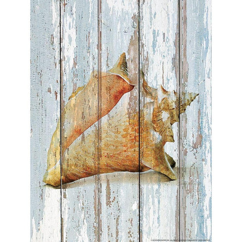 Seashell 3 Black Modern Wood Framed Art Print by Nobleworks, Inc.
