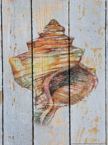 Seashell 4 White Modern Wood Framed Art Print with Double Matting by Nobleworks, Inc.