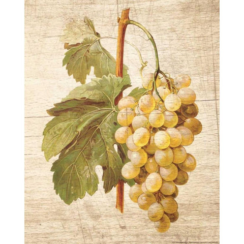 Grapevine 1 White Modern Wood Framed Art Print by Nobleworks, Inc.