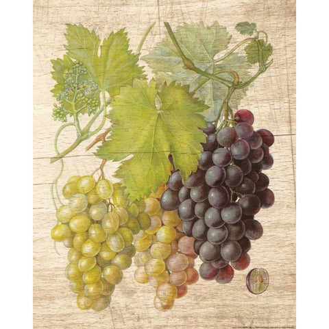 Grapevine 2 White Modern Wood Framed Art Print by Nobleworks, Inc.