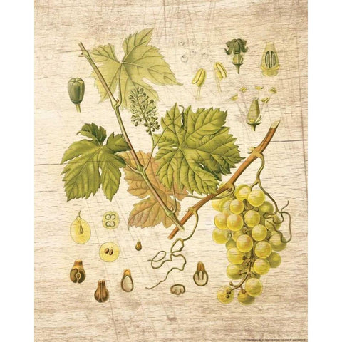 Grapevine 3 Gold Ornate Wood Framed Art Print with Double Matting by Nobleworks, Inc.