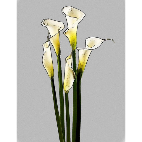 Calla  White Modern Wood Framed Art Print by Segal, Alan
