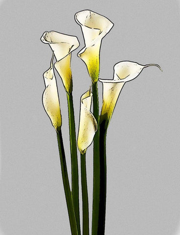 Calla  Black Ornate Wood Framed Art Print with Double Matting by Segal, Alan