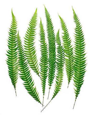 Ferns White Modern Wood Framed Art Print with Double Matting by Rosenthal, Barry