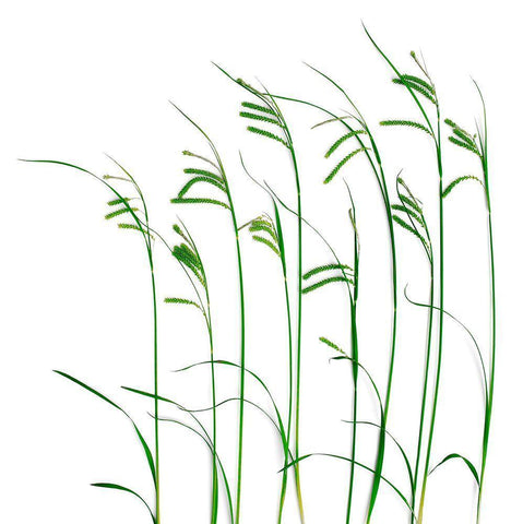 Flowing Grass White Modern Wood Framed Art Print with Double Matting by Rosenthal, Barry