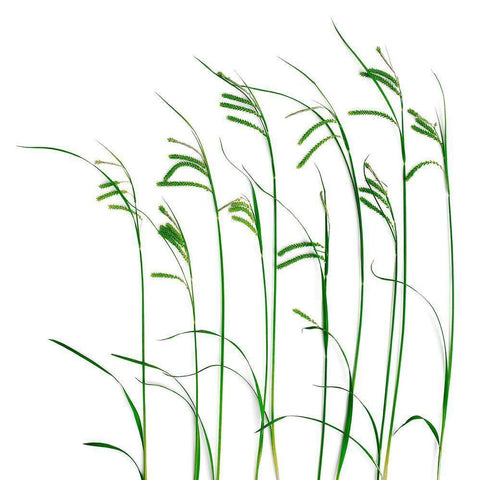 Flowing Grass Black Modern Wood Framed Art Print by Rosenthal, Barry