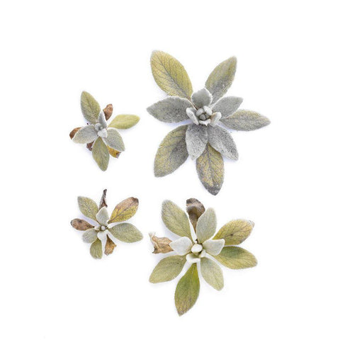 Lambs Ear White Modern Wood Framed Art Print by Rosenthal, Barry