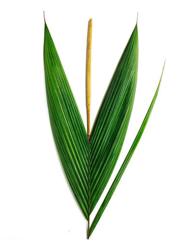 Palms-Costa Rica White Modern Wood Framed Art Print with Double Matting by Rosenthal, Barry