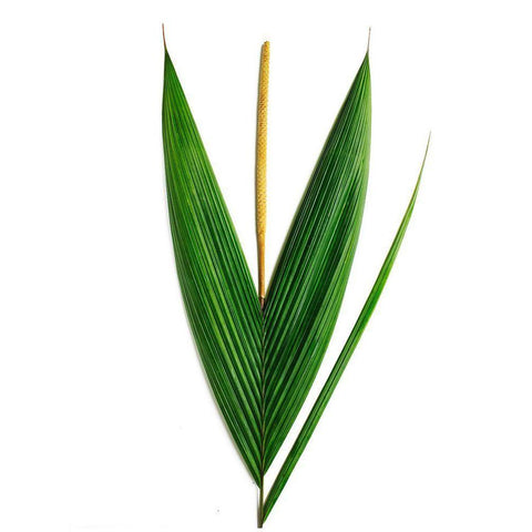 Palms-Costa Rica Black Modern Wood Framed Art Print by Rosenthal, Barry
