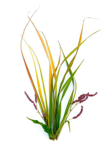 Smart Weed Black Ornate Wood Framed Art Print with Double Matting by Rosenthal, Barry