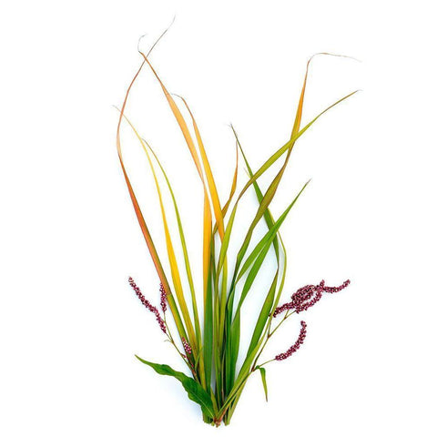 Smart Weed White Modern Wood Framed Art Print by Rosenthal, Barry