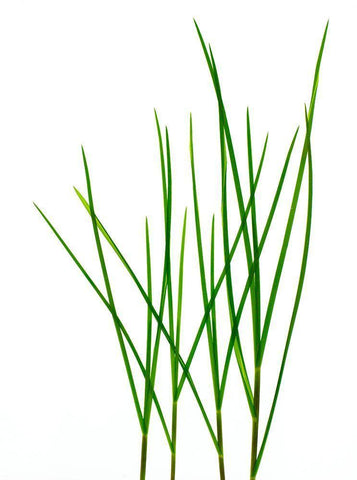 Grass-Vermont White Modern Wood Framed Art Print with Double Matting by Rosenthal, Barry