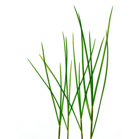 Grass-Vermont Black Modern Wood Framed Art Print by Rosenthal, Barry
