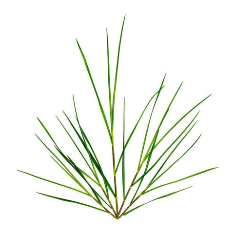 Michigan Grass Black Modern Wood Framed Art Print with Double Matting by Rosenthal, Barry