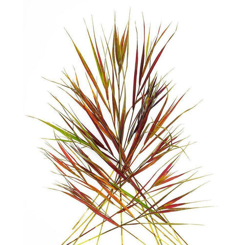 Japenese Grass Black Modern Wood Framed Art Print by Rosenthal, Barry