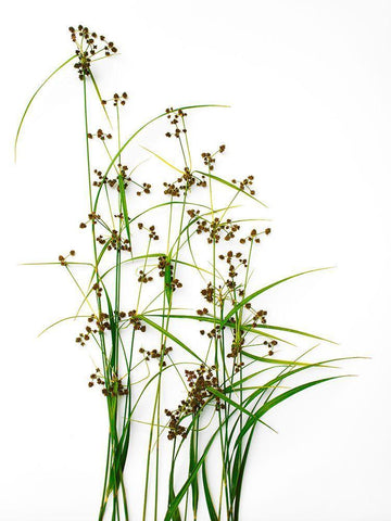 Sedge White Modern Wood Framed Art Print with Double Matting by Rosenthal, Barry