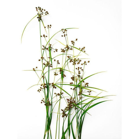 Sedge White Modern Wood Framed Art Print by Rosenthal, Barry