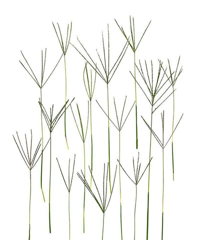 Bermuda Grass Black Ornate Wood Framed Art Print with Double Matting by Rosenthal, Barry