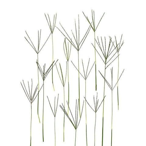 Bermuda Grass Black Modern Wood Framed Art Print by Rosenthal, Barry