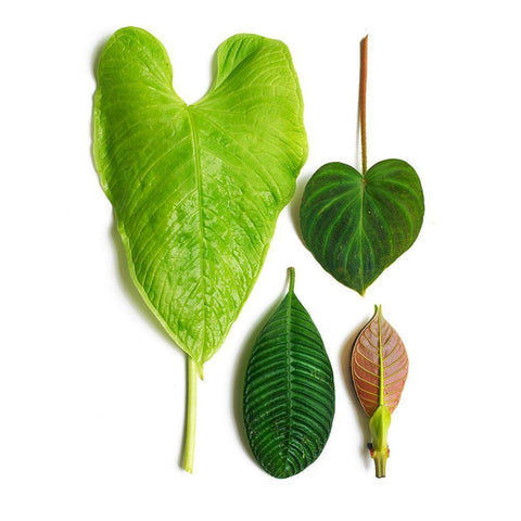 Cloud Forest Black Modern Wood Framed Art Print with Double Matting by Rosenthal, Barry