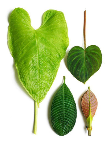 Cloud Forest White Modern Wood Framed Art Print with Double Matting by Rosenthal, Barry