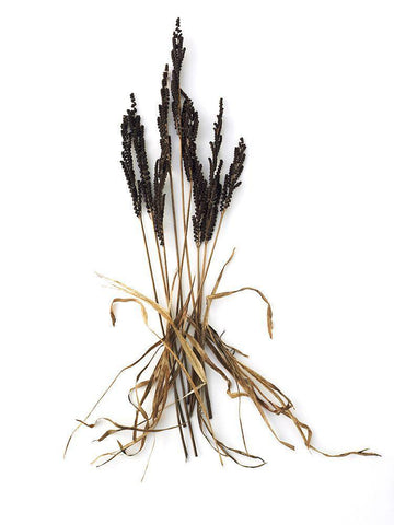 Fern And Grass White Modern Wood Framed Art Print with Double Matting by Rosenthal, Barry