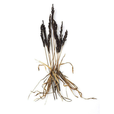 Fern And Grass Black Modern Wood Framed Art Print by Rosenthal, Barry