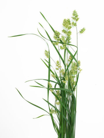 Grass Effort PA Black Ornate Wood Framed Art Print with Double Matting by Rosenthal, Barry