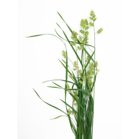 Grass Effort PA Black Modern Wood Framed Art Print with Double Matting by Rosenthal, Barry