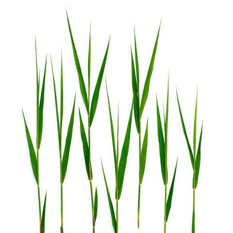 Grass Hillsdale Gold Ornate Wood Framed Art Print with Double Matting by Rosenthal, Barry