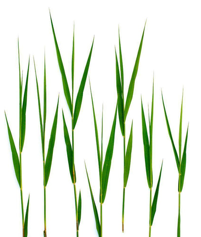Grass Hillsdale Black Ornate Wood Framed Art Print with Double Matting by Rosenthal, Barry