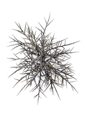 Thorns Black Ornate Wood Framed Art Print with Double Matting by Rosenthal, Barry