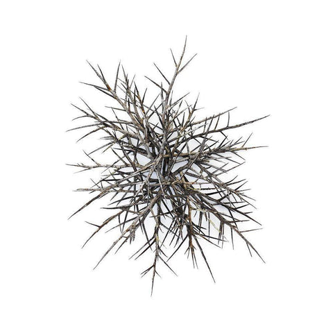 Thorns Black Modern Wood Framed Art Print with Double Matting by Rosenthal, Barry