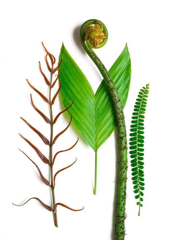 Ferns And Palms White Modern Wood Framed Art Print with Double Matting by Rosenthal, Barry