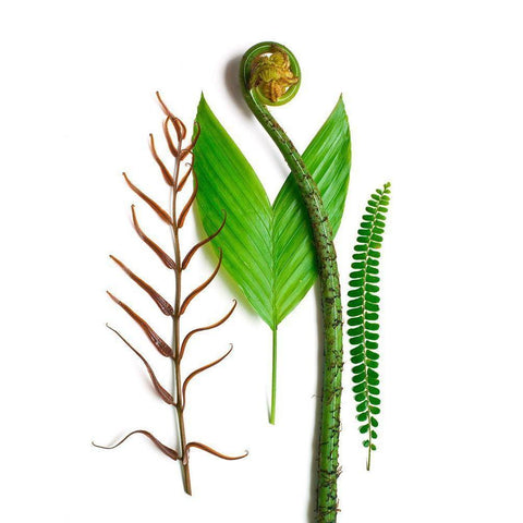 Ferns And Palms White Modern Wood Framed Art Print by Rosenthal, Barry