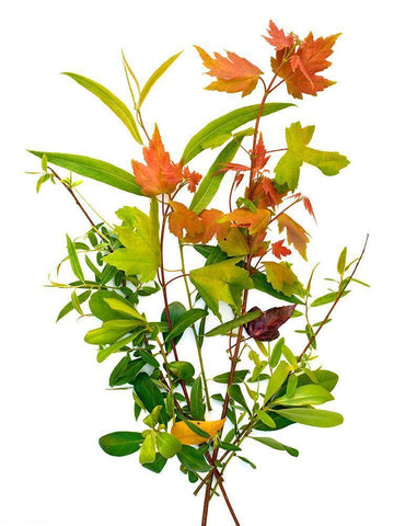 Maple White Modern Wood Framed Art Print with Double Matting by Rosenthal, Barry