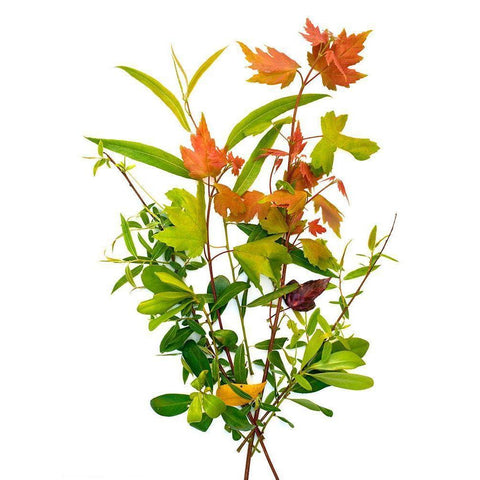 Maple Black Modern Wood Framed Art Print with Double Matting by Rosenthal, Barry