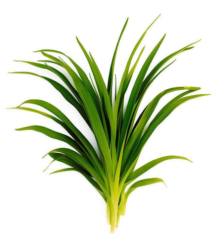 Sedge Bedford White Modern Wood Framed Art Print with Double Matting by Rosenthal, Barry