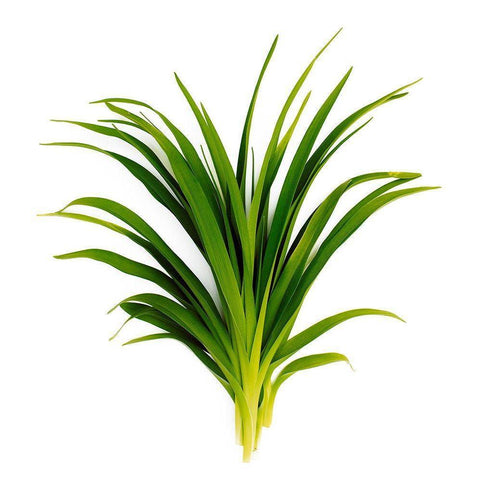 Sedge Bedford Black Modern Wood Framed Art Print by Rosenthal, Barry